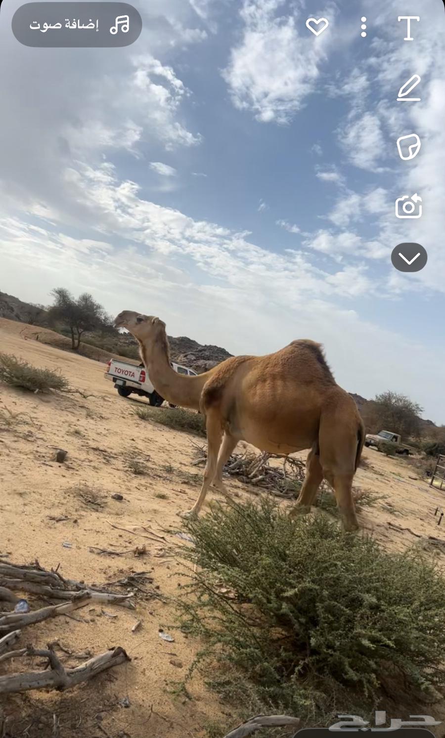 لقحة حمرا شمالية ملاقي كفو للبيع64345597138049110