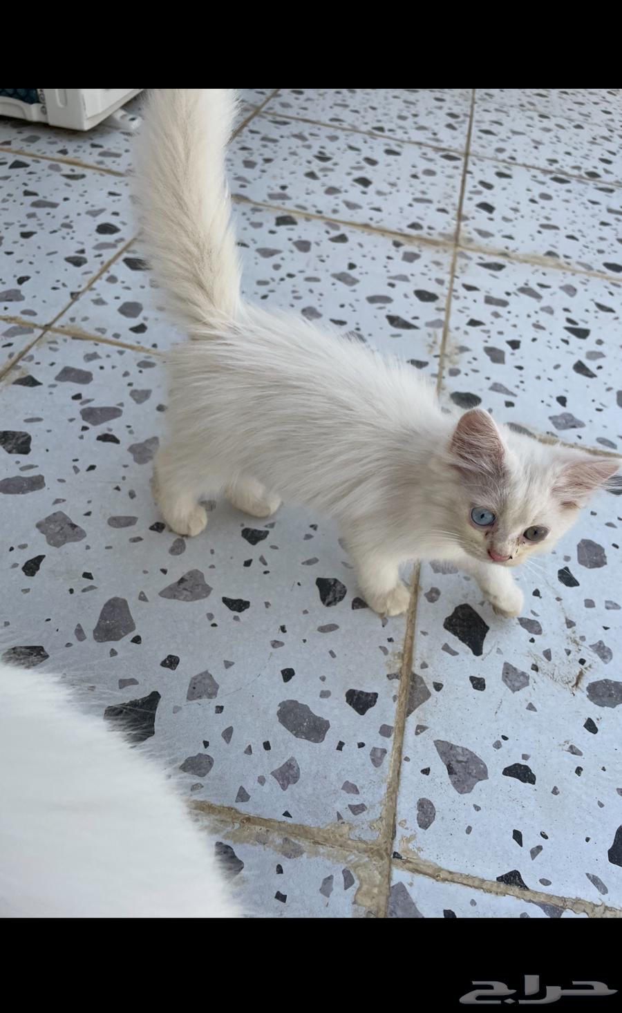 بيش جيزان64491414578177110