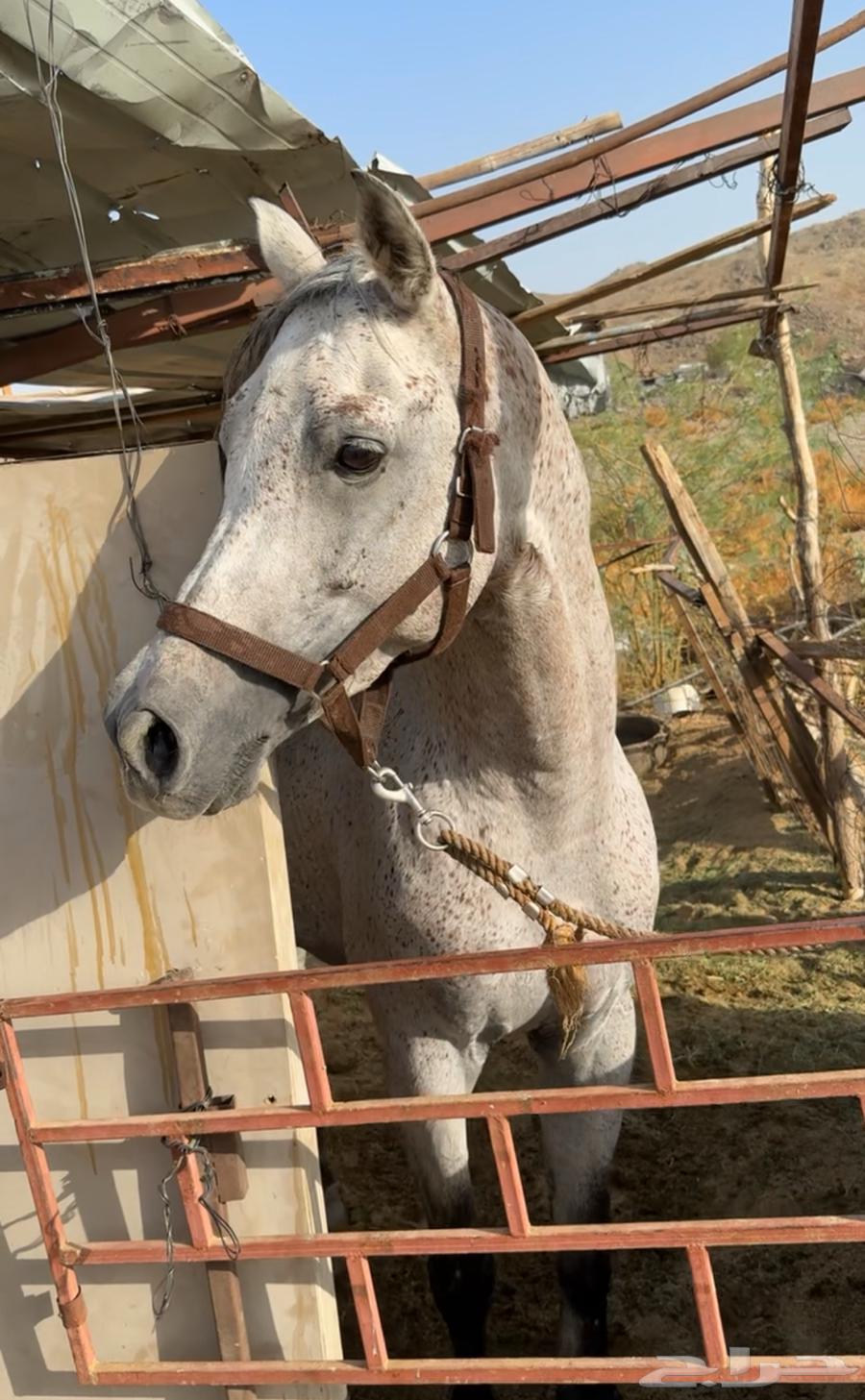 خيل شعبي للبدل او البيع64338317277059114