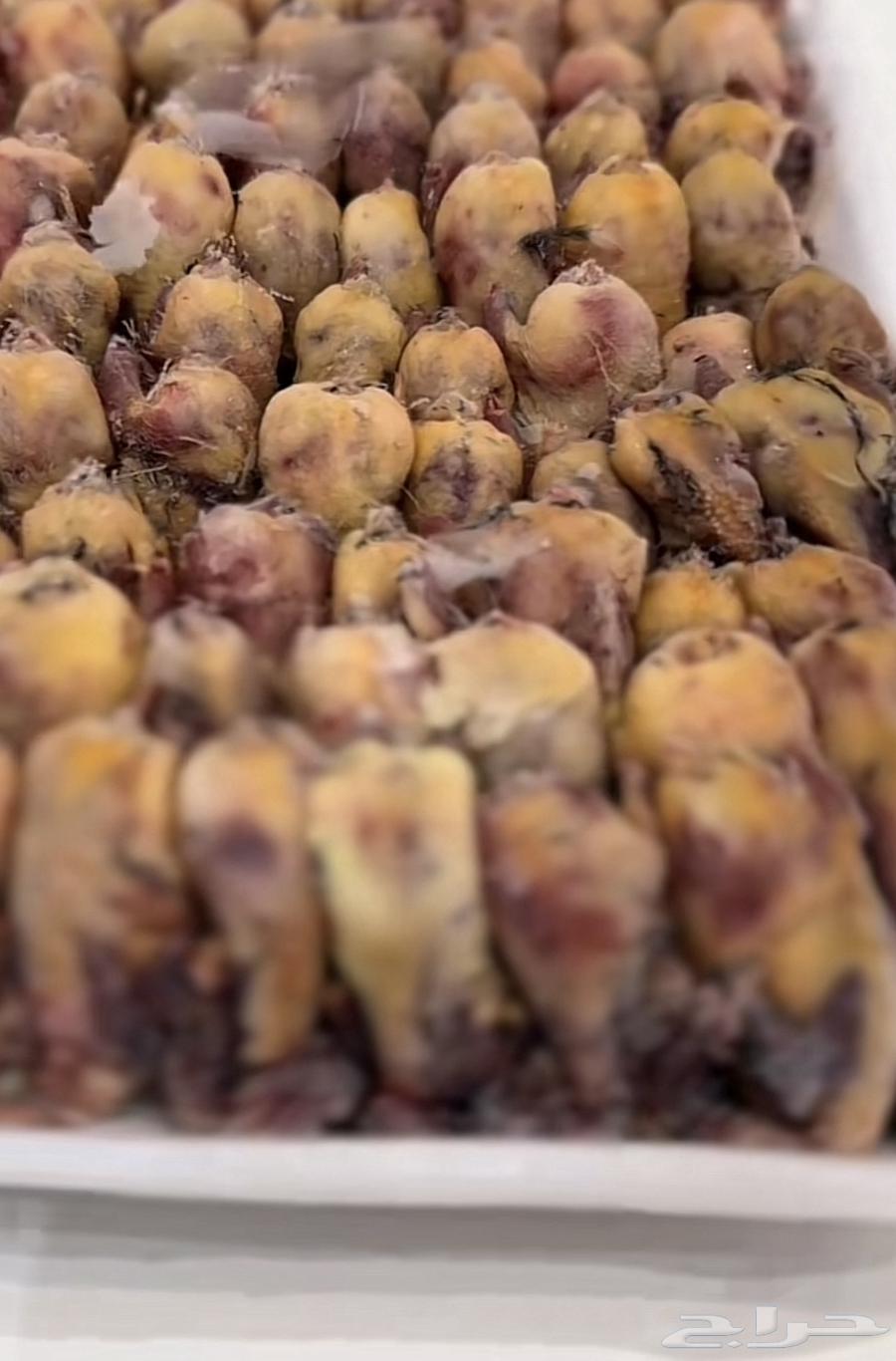 طيور شحيمه64347500431745110