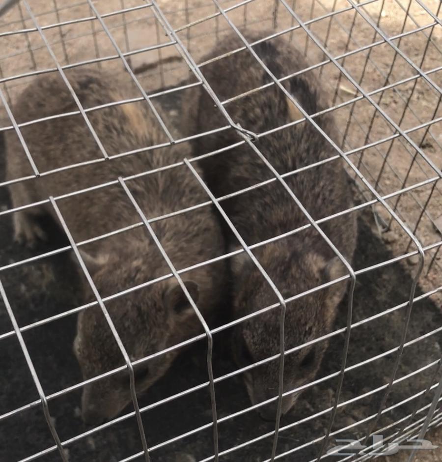 وبران بريه جنوبيه انتاج محميه64341403757058111