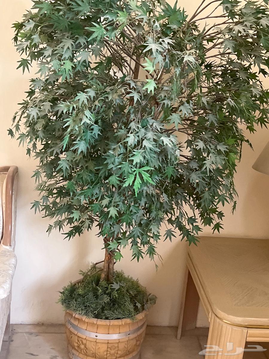 أشجار زينة جميلة جدا64341871054979110