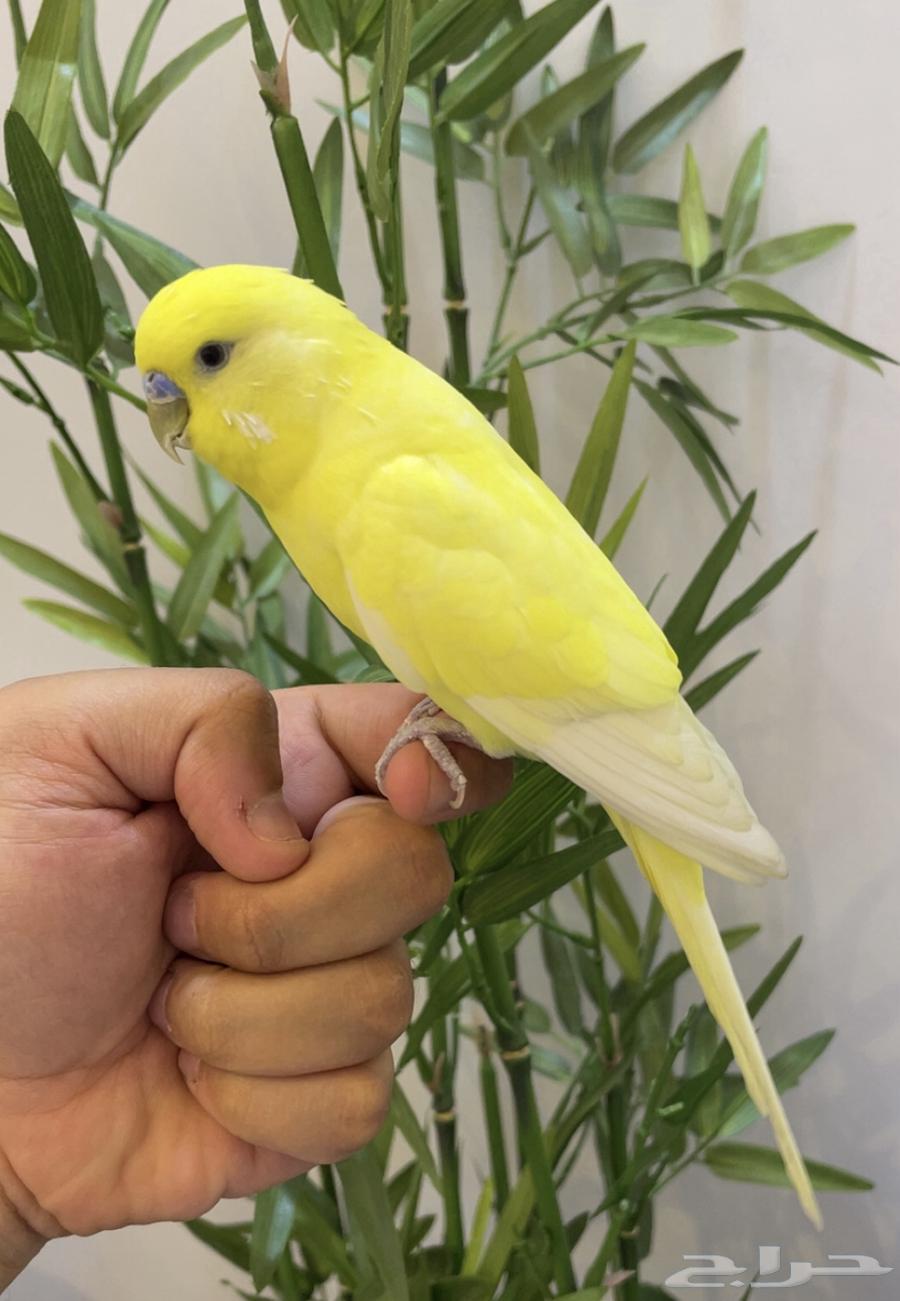 بادجي (طير حب) هولندي متكلم64339481640065110