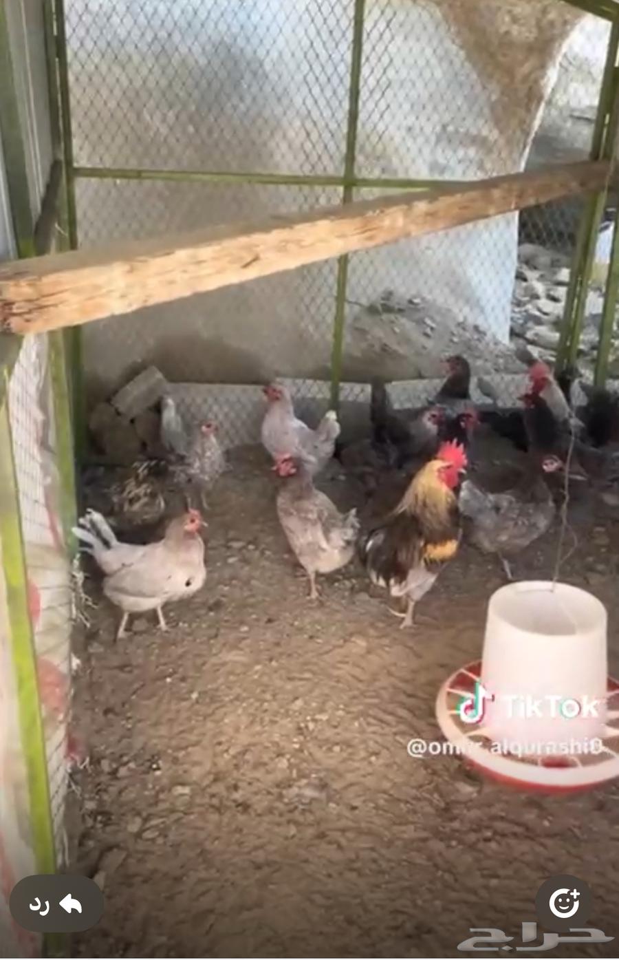 دجاج للبيع64347530061953111