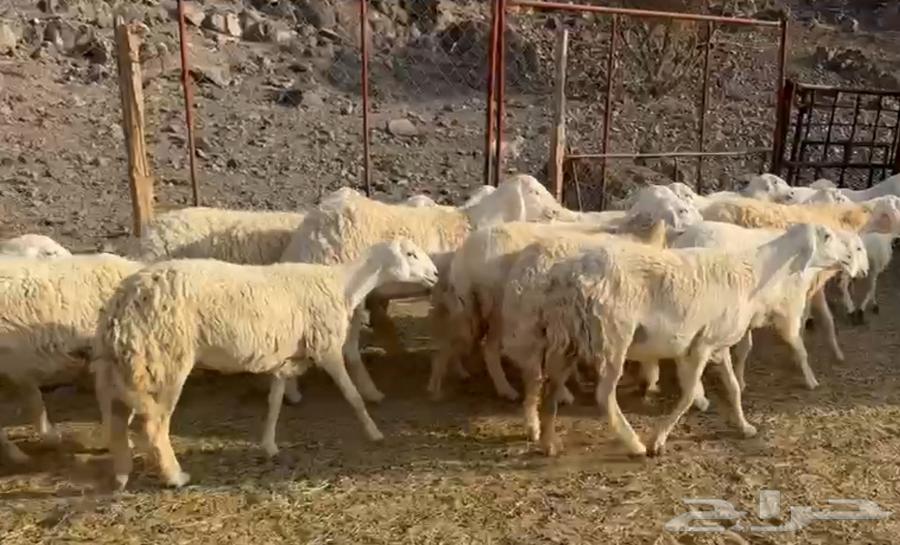 Wild ram for whoever wants to establish a herd64344332150787112