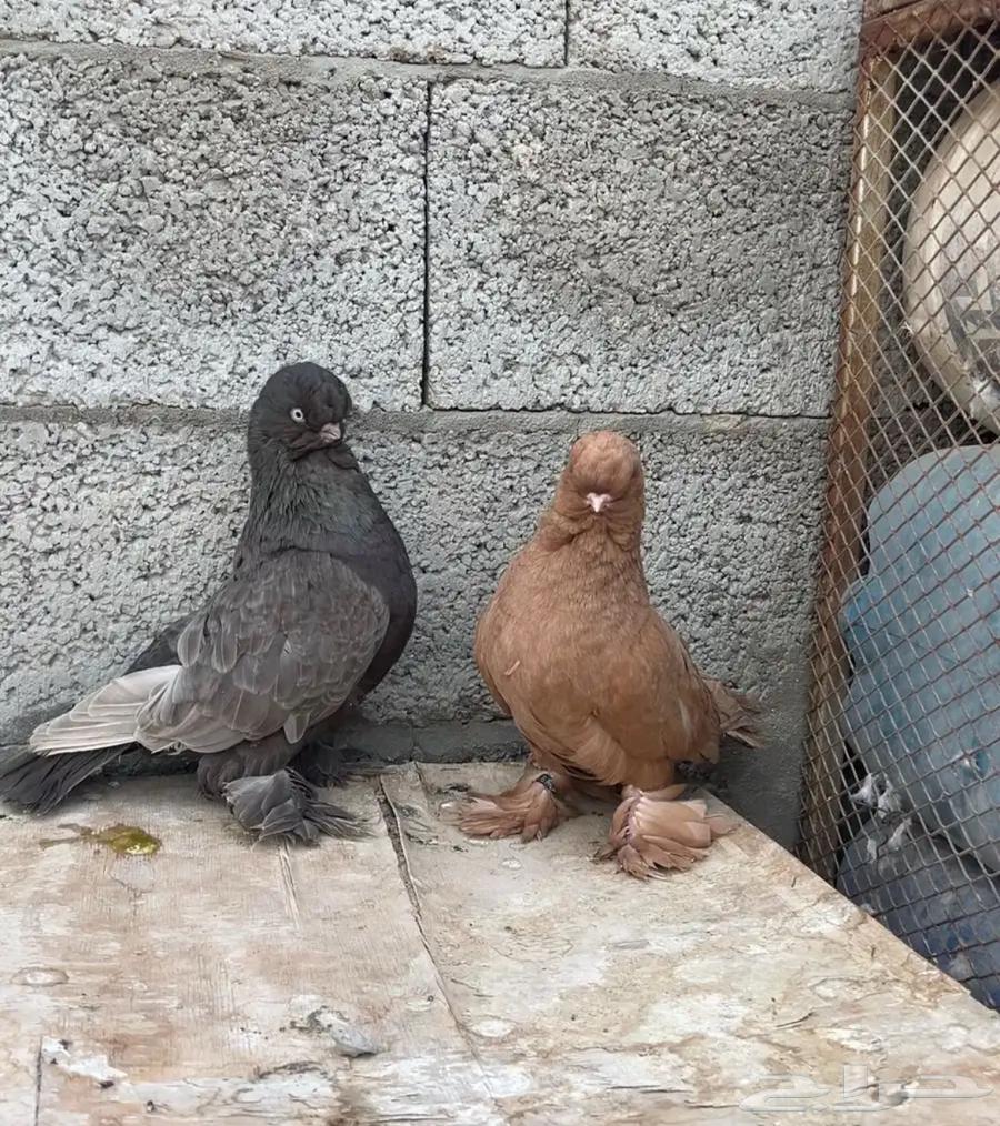 للبيع مجموعة حمام زينه64343177846786110