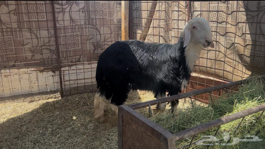 للبيع خروف نجدي جبر ناهي64348012405377110