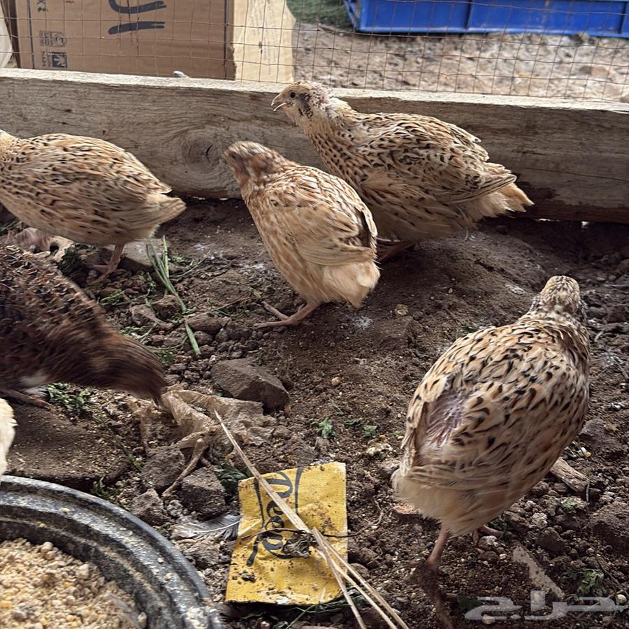 للبيع   سمان   فري   للبيع64338317269122113