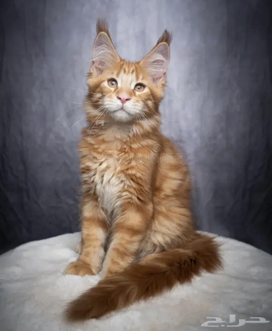 قطط ماين كون للبيع64336751001219110