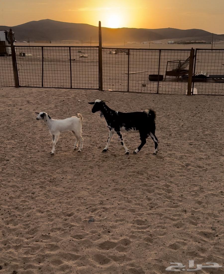 جفره خلفه64346310184833112