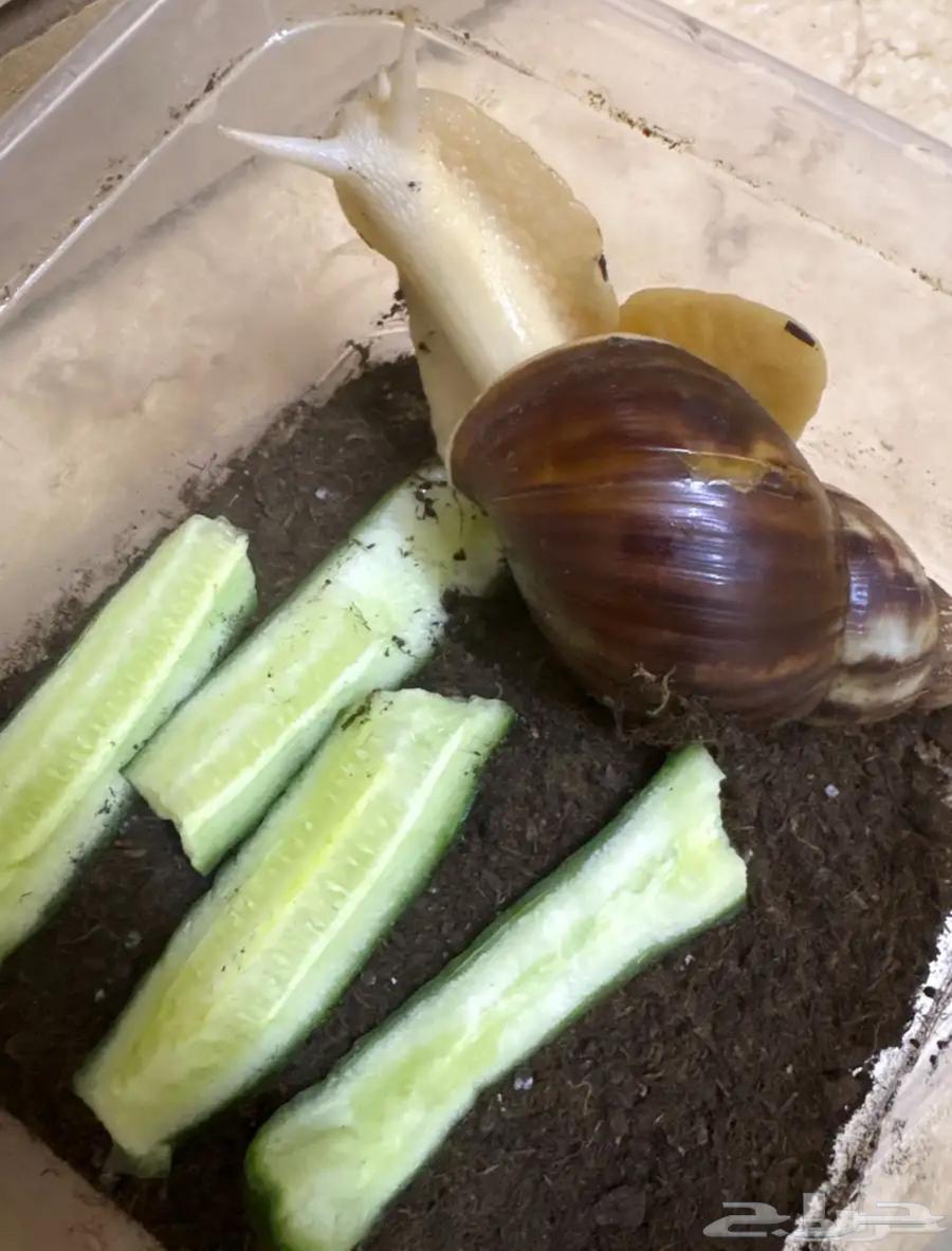 اثنين حلزون للبيع64343899712258110