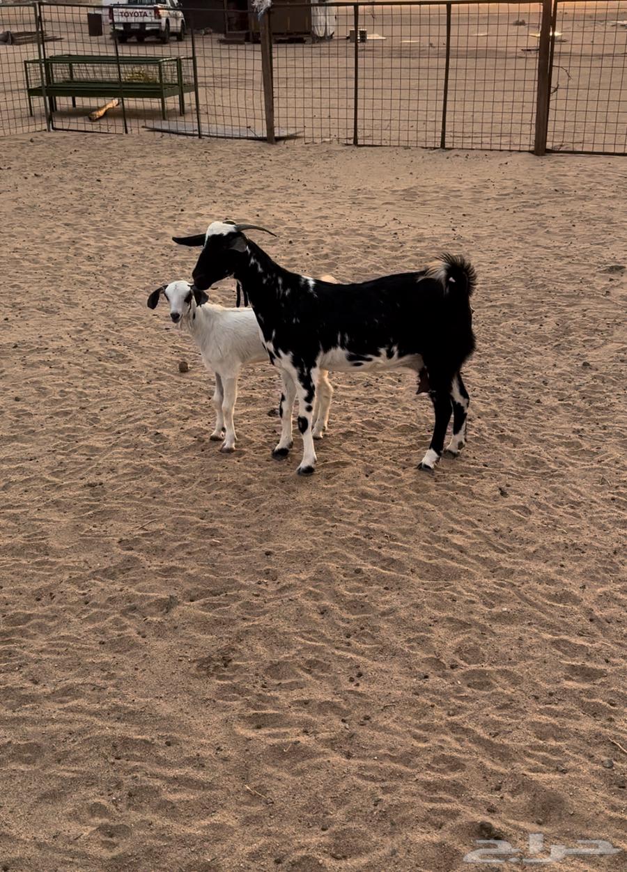 جفره خلفه64346310184833111