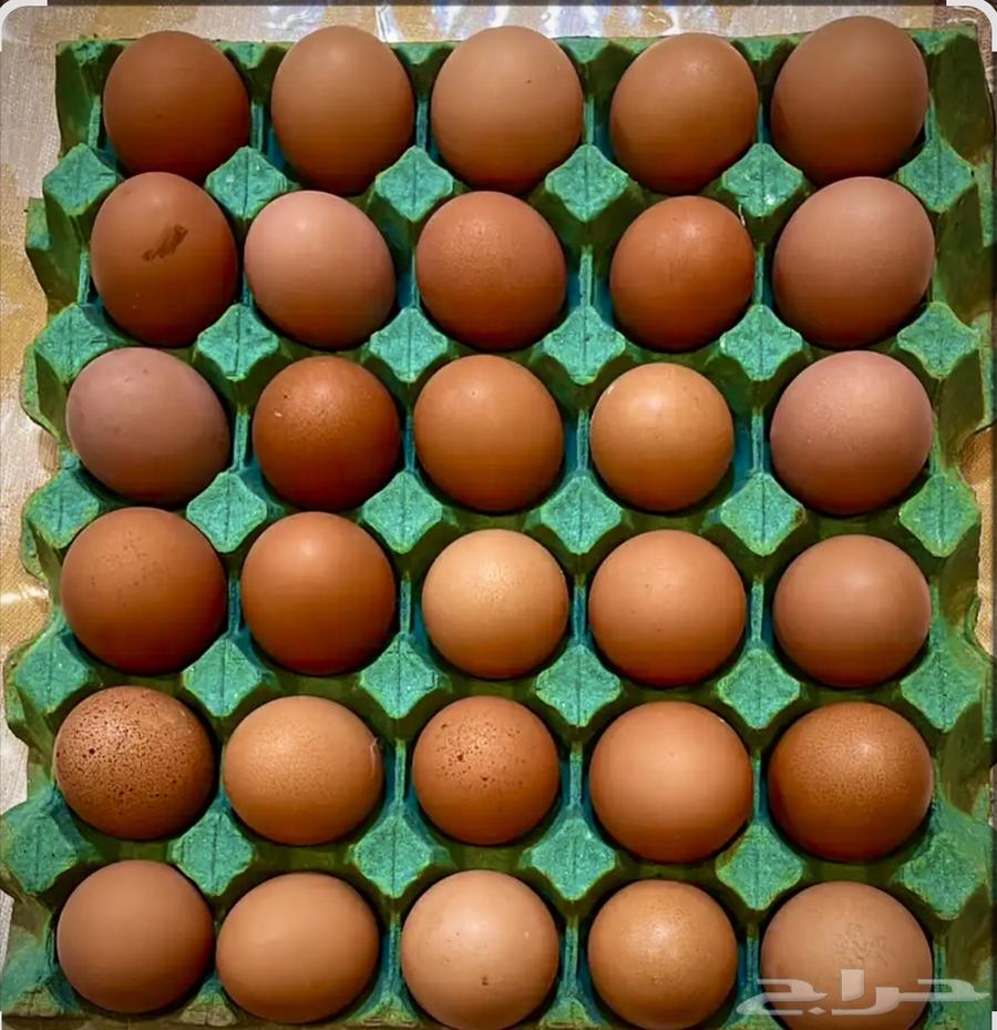 بيض مخصب دجاج لوهمان براون الماني مستورد64347294917122113
