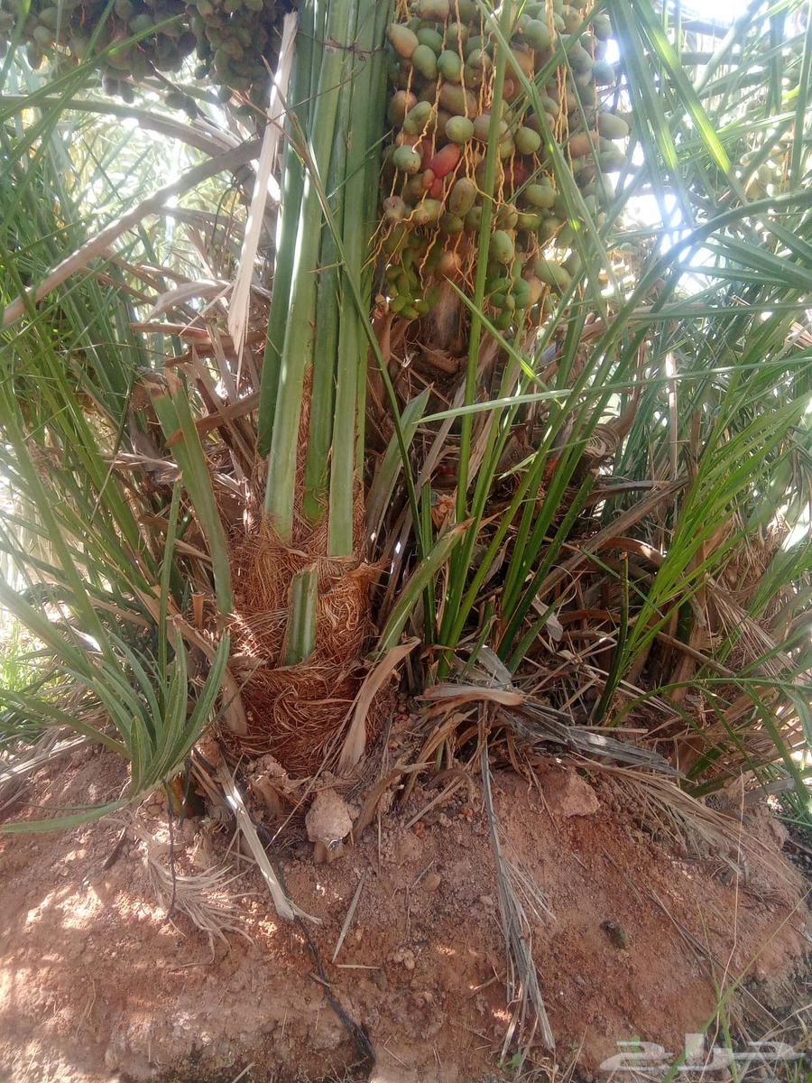 فروخ سكريه حمراء وسكري اصفر64345120737155111