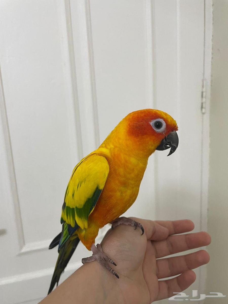 صن كنيور اليف وهدد64345105629315114