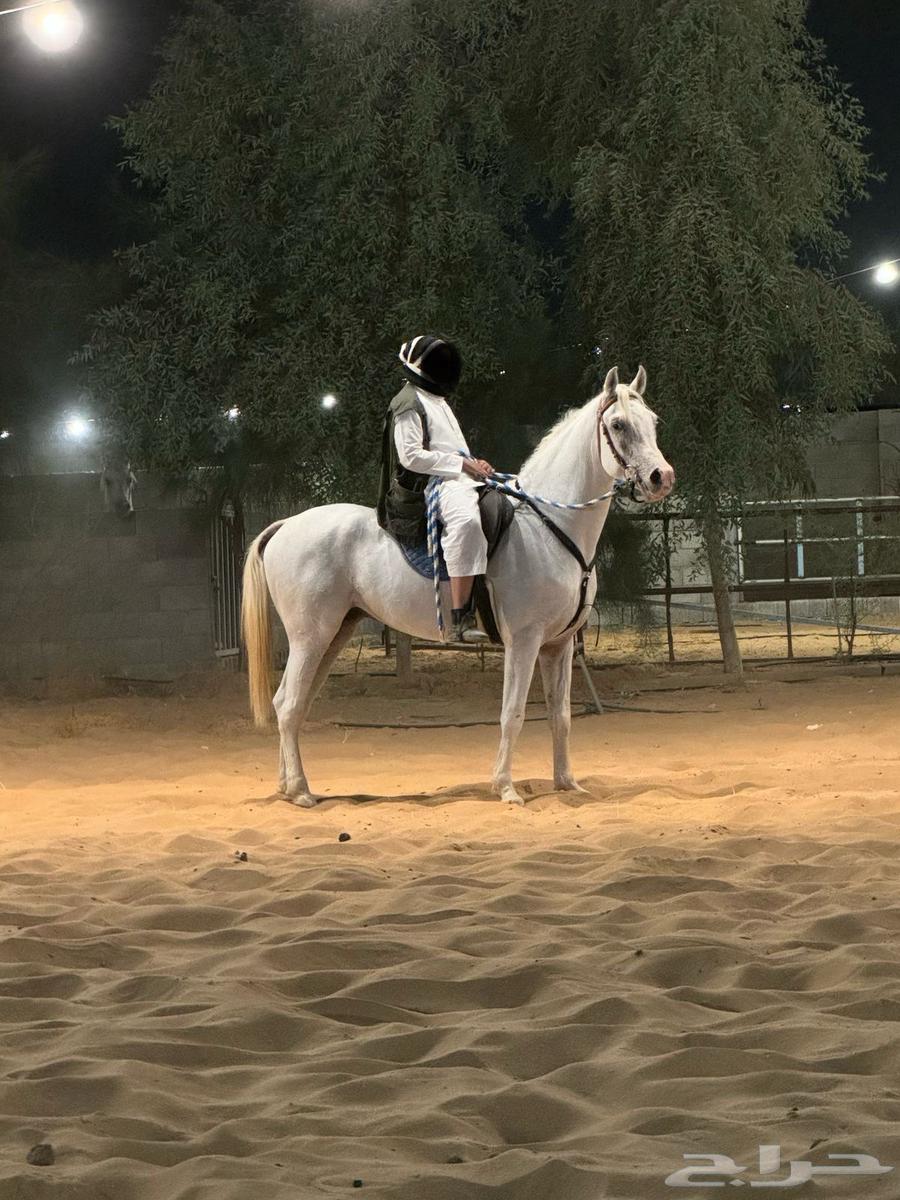 حصان شعبي بطلل64343374148610112