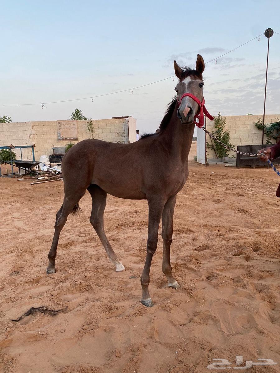 مهره عربيه شعبيه عمرها 8 شهور فرس64346872412931112