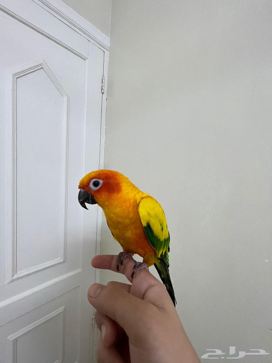 صن كنيور اليف وهدد64345105629315110