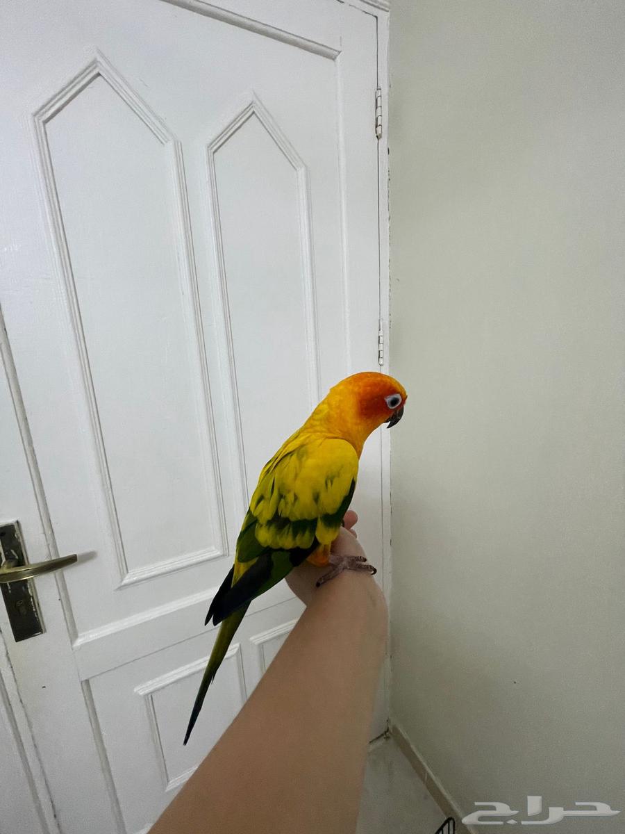 صن كنيور اليف وهدد64345105629315111