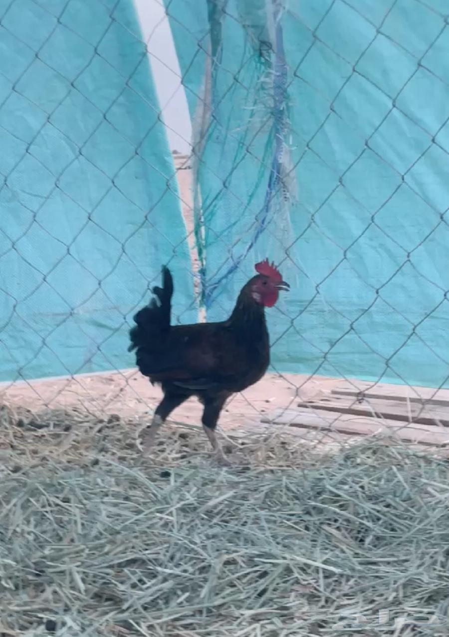 ديك للبيع من الانواع القزمه64345329322115112