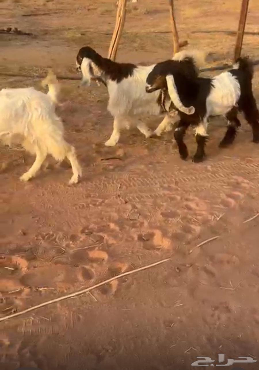 جفار مشاريك بفحلها64344716707969110