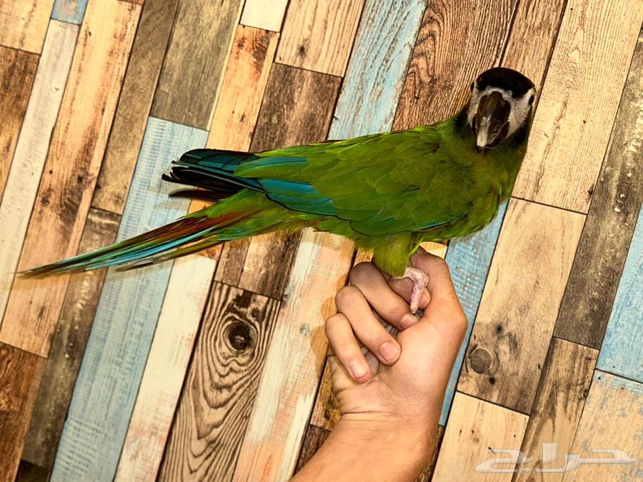 Mini Macaw64345762807937112