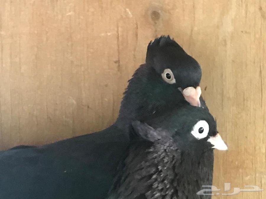 ايراني عبداني الاصول من البحرين64346163439361110