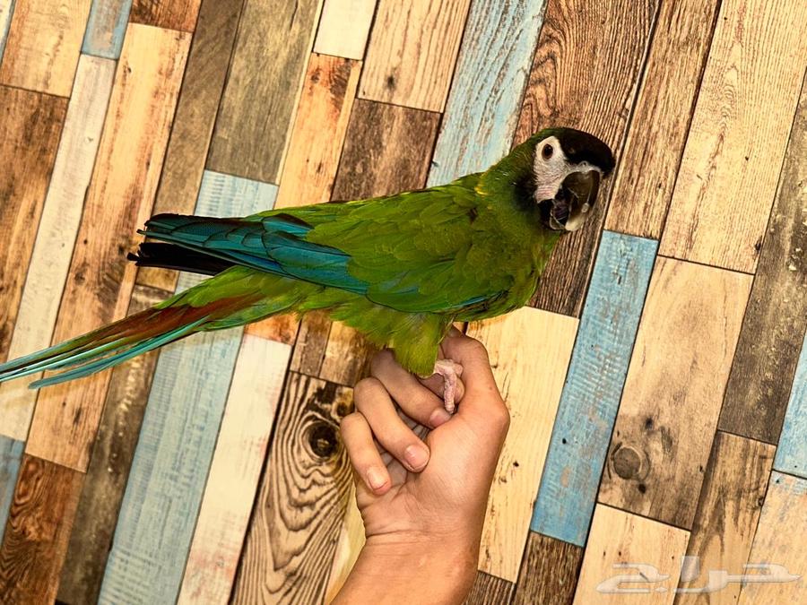 Mini Macaw64345762807937110