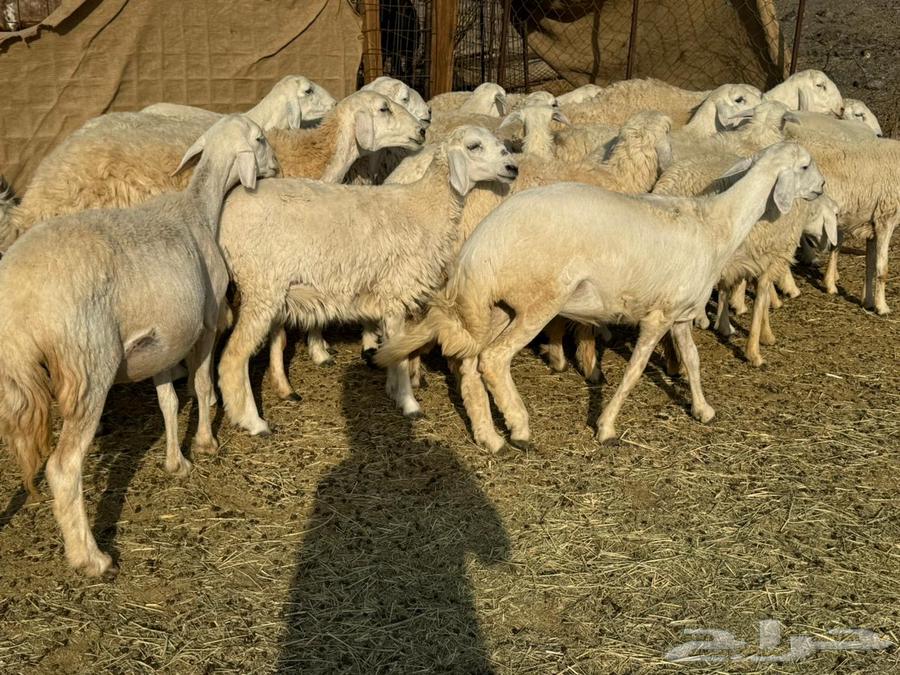 Wild ram for whoever wants to establish a herd64344332150787114