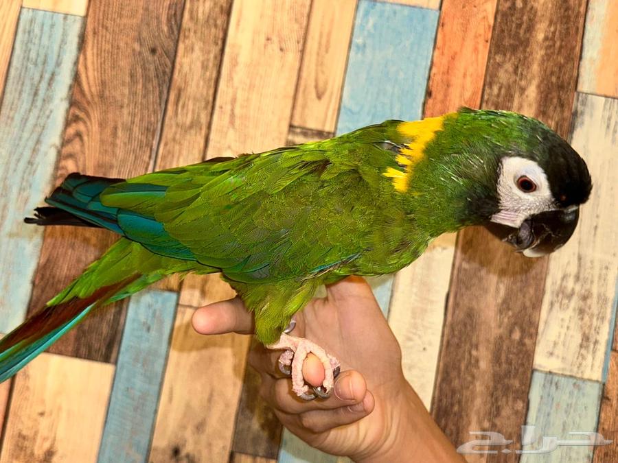 Mini Macaw64345762807937113