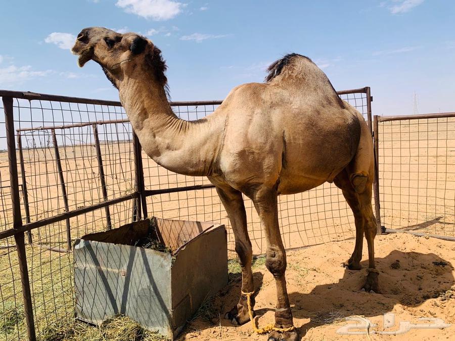 جمل اصفر للبيع64340191178370110