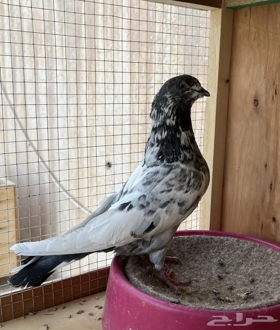 قطايف وذكر باكستاني64339451760641113