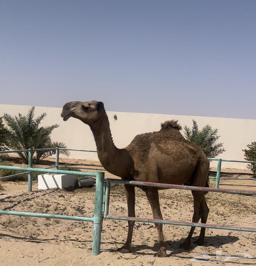 ناقه للبيع64342006877315110