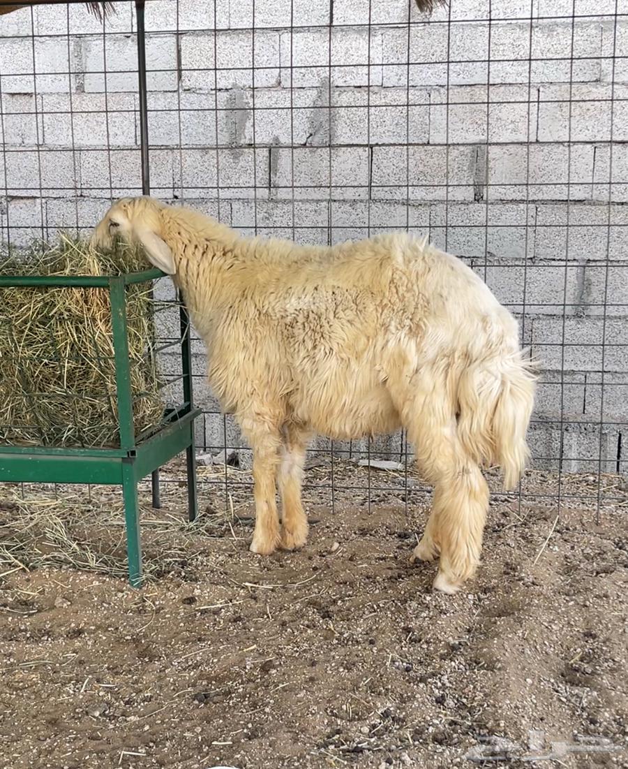 للبيع طلي حري64347866270977111