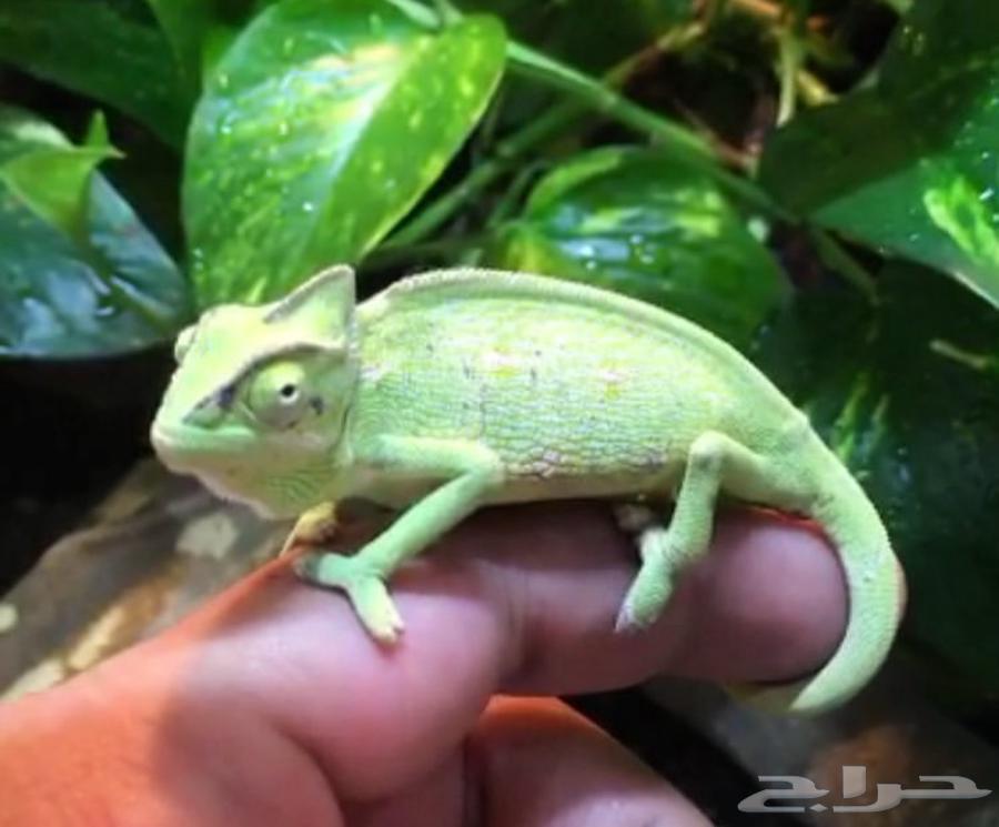 الحرباء للبيع64346473138946110