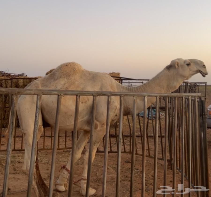 A good camel product and a condition on all the Adhareeb64348363537283114