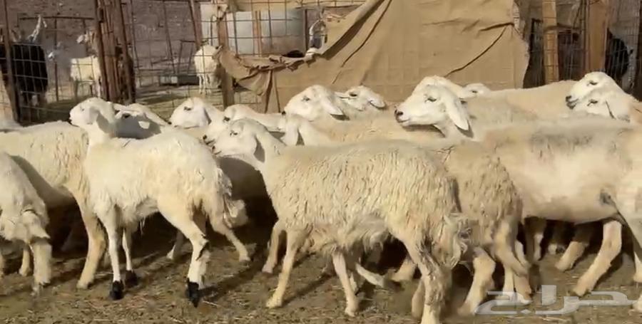 Wild ram for whoever wants to establish a herd64344332150787111