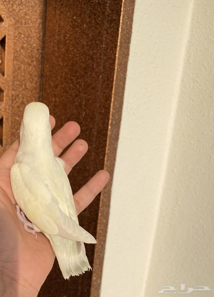 روز اينو هدد نشبه اليف جدا لعوب64344183738113113