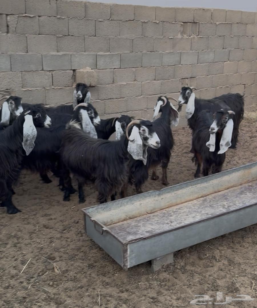 Goat Offer 30 Does with Their Buck64347205624067111