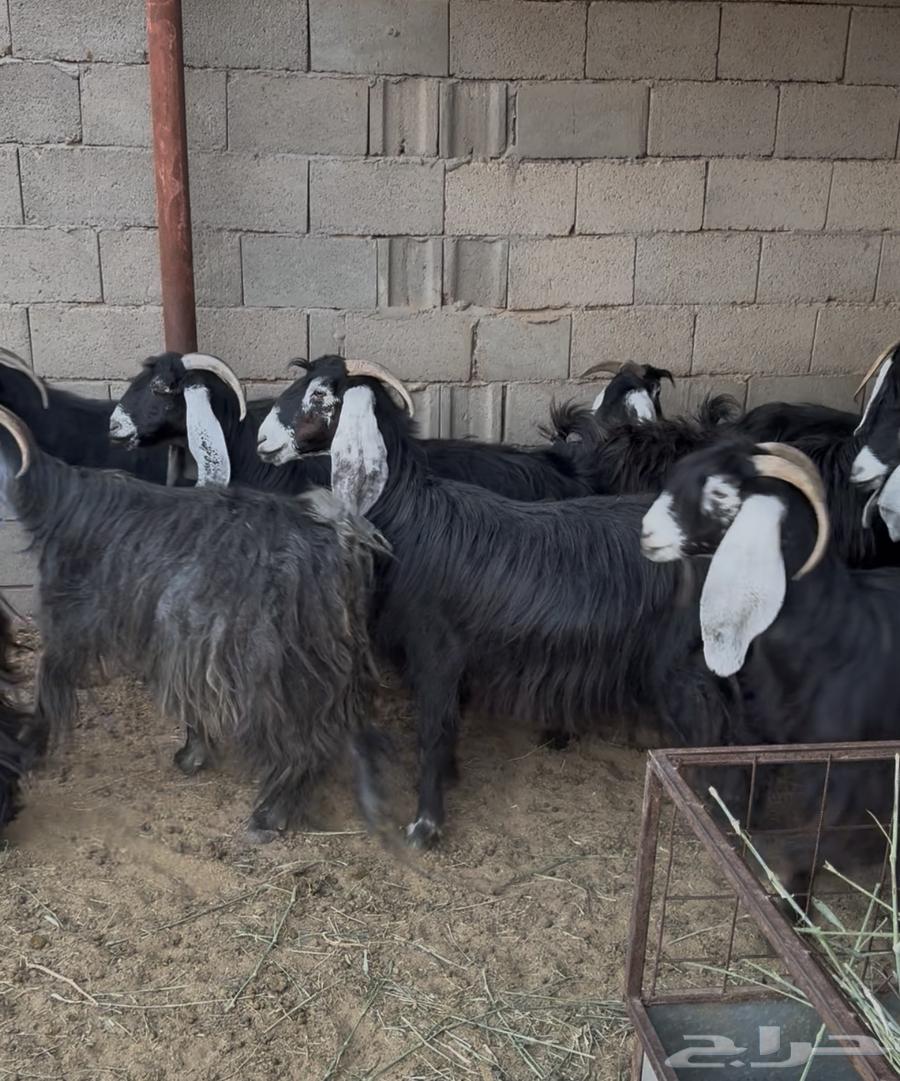 Goat Offer 30 Does with Their Buck64347205624067113