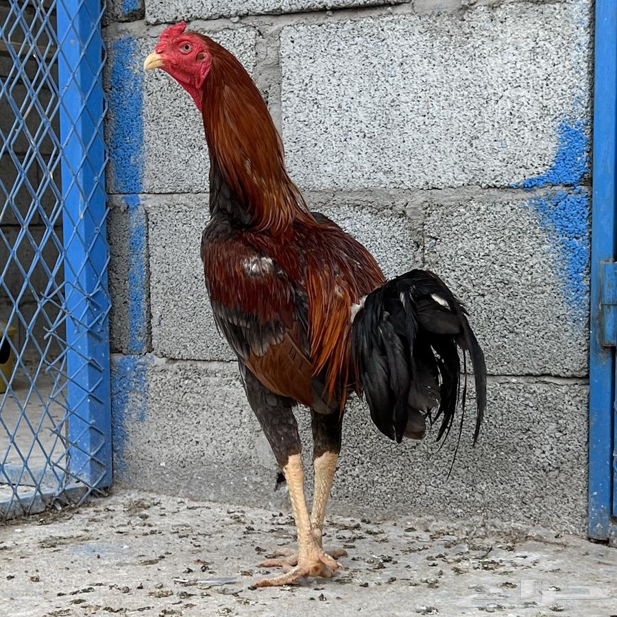 دجاج باكستاني سندي ..64343162680321114