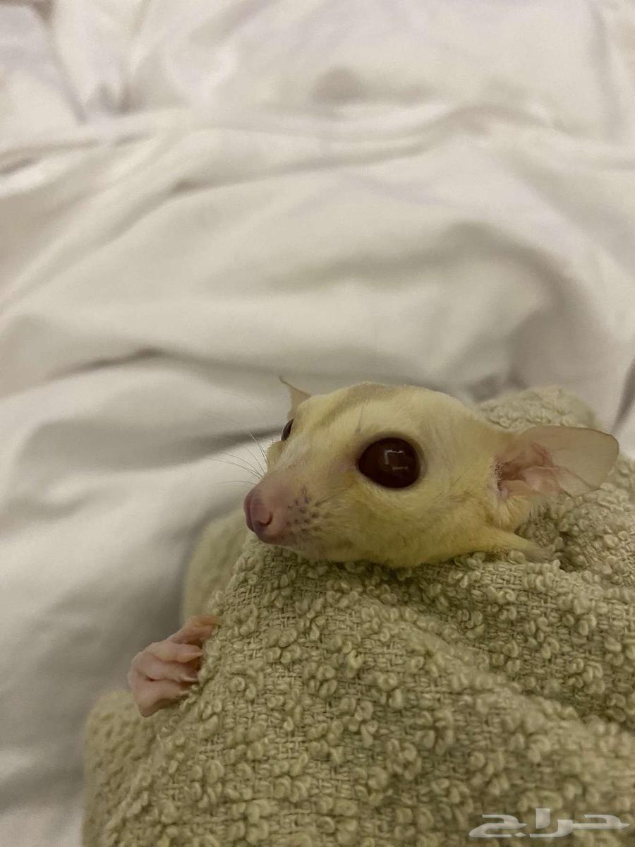 شوقر قلايدر السنجاب الطائر للبيع64343733979009111