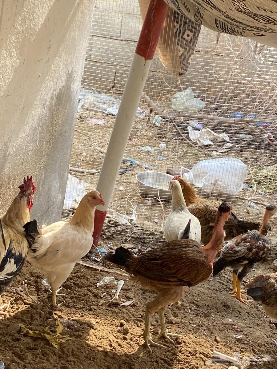 دجاج بلدي للبيع و باكستاني64342593439490114