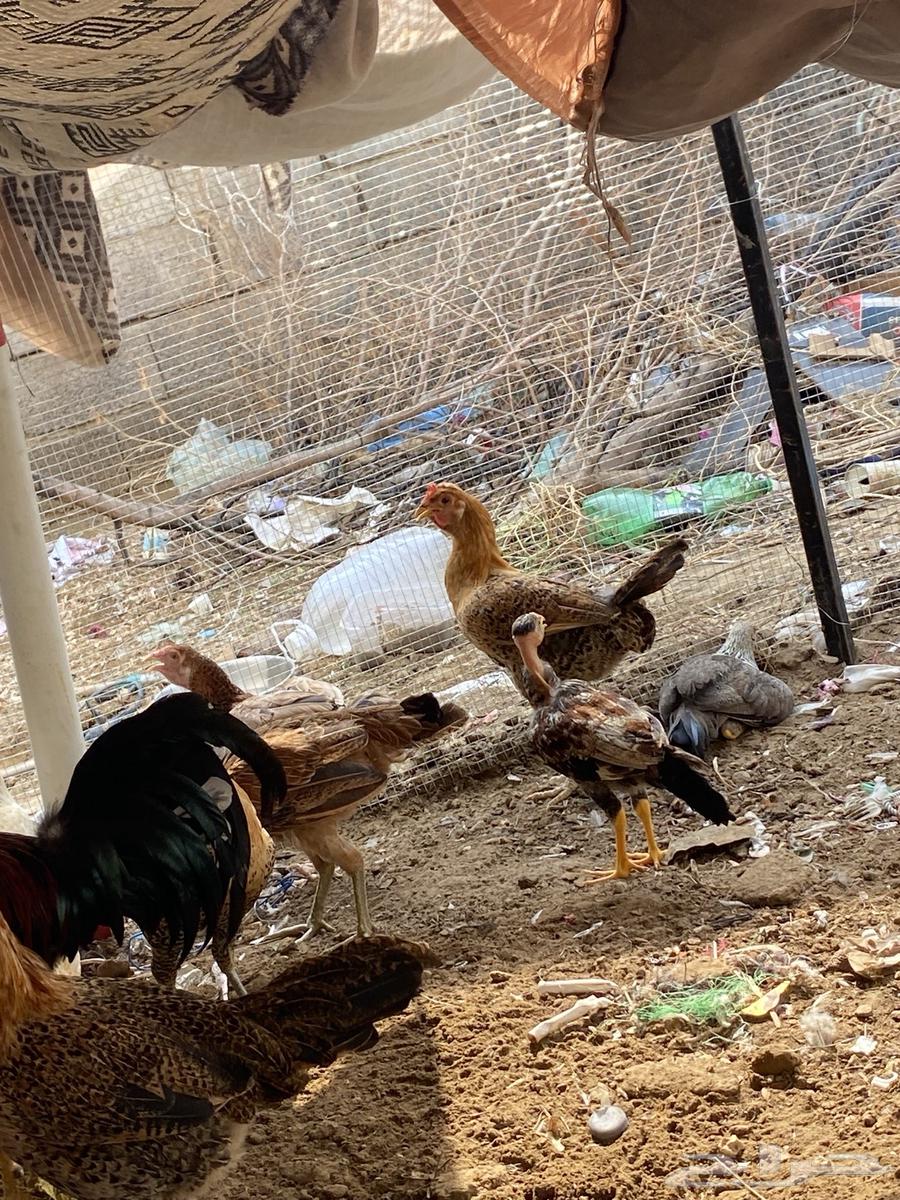 دجاج بلدي للبيع و باكستاني64342593439490112