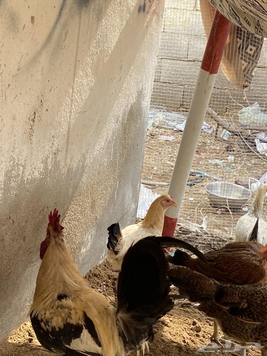 دجاج بلدي للبيع و باكستاني64342593439490113