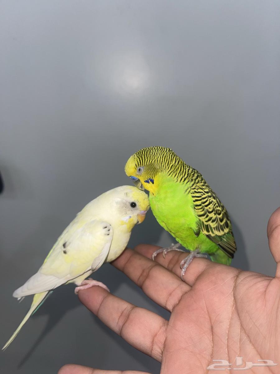 طيور الحب بادجي64339121804289112