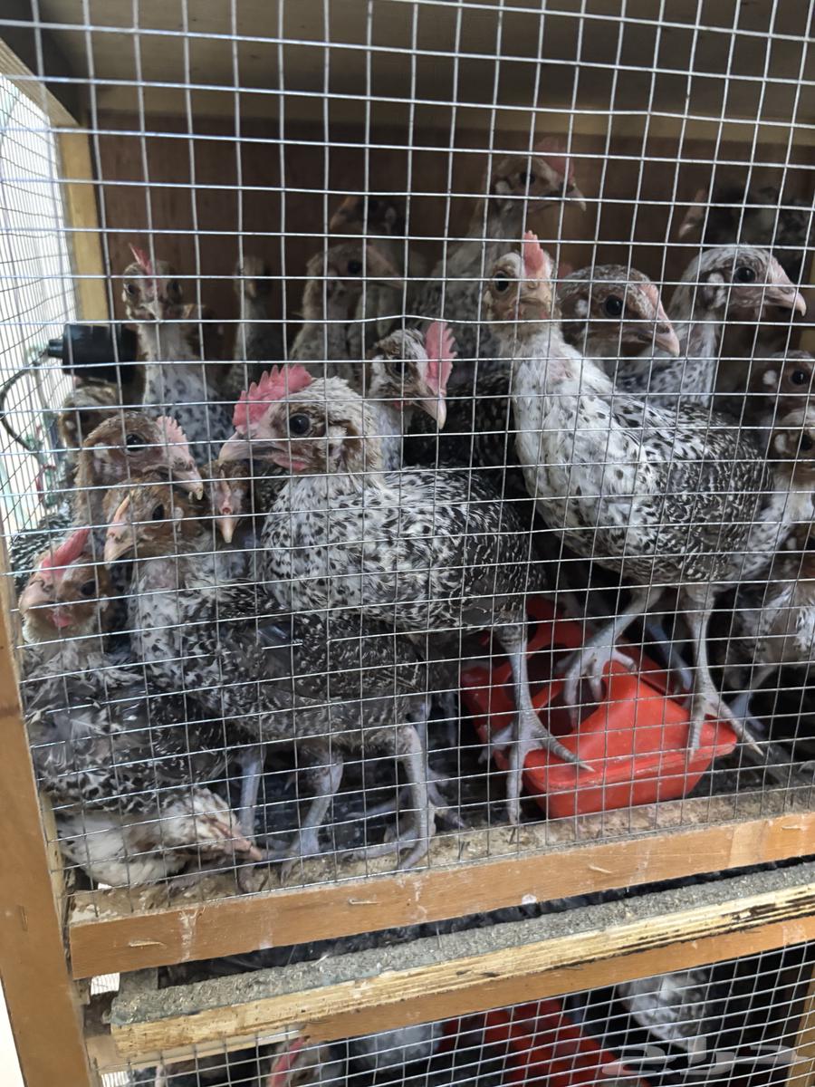 Fayoumi Super Jumbo Chicks63831029409665112