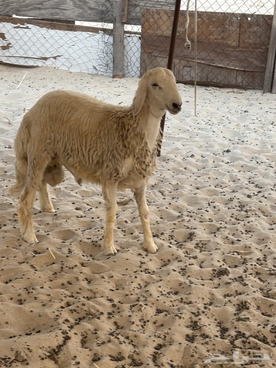 يوجد ذبايح حريه للبيع64338898550146114