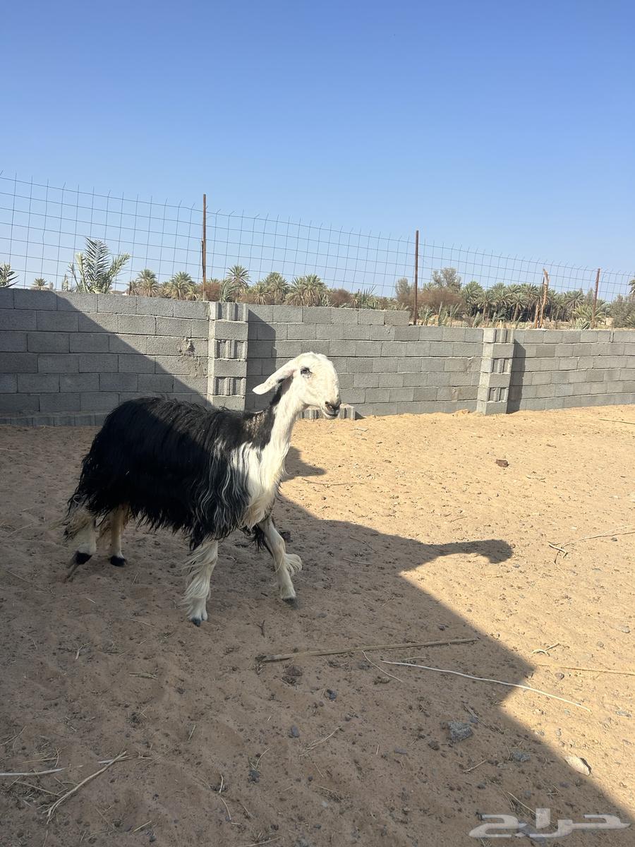 رخال نجديه صنف النصف منتجه64344941923075110