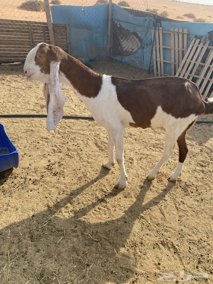 عنز هولنديه طيبه دافع64338391880195114